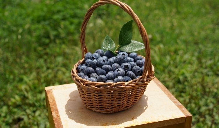 丹波産ブルーベリーかご盛り