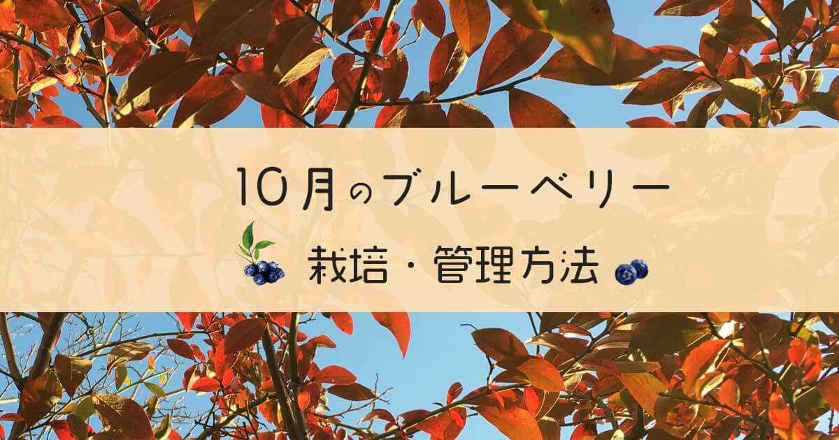 10月のブルーベリー管理方法