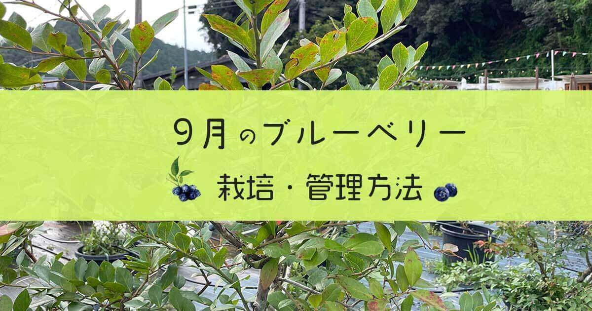 9月のブルーベリー管理方法