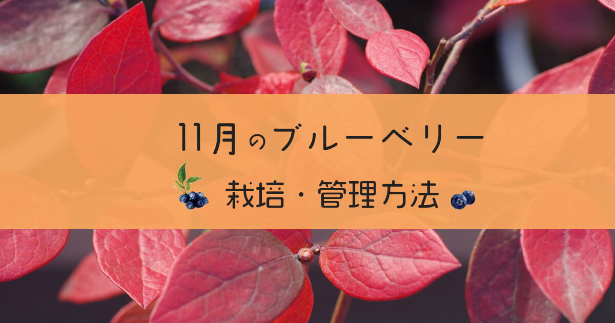 ブルーベリー11月の栽培と管理方法