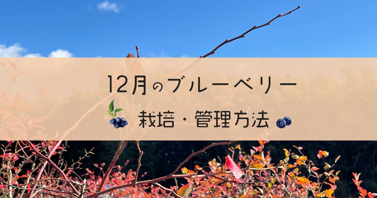 12月のブルーベリー栽培管理方法