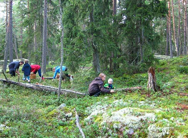 家族みんなでピクニックも兼ねたベリー摘み