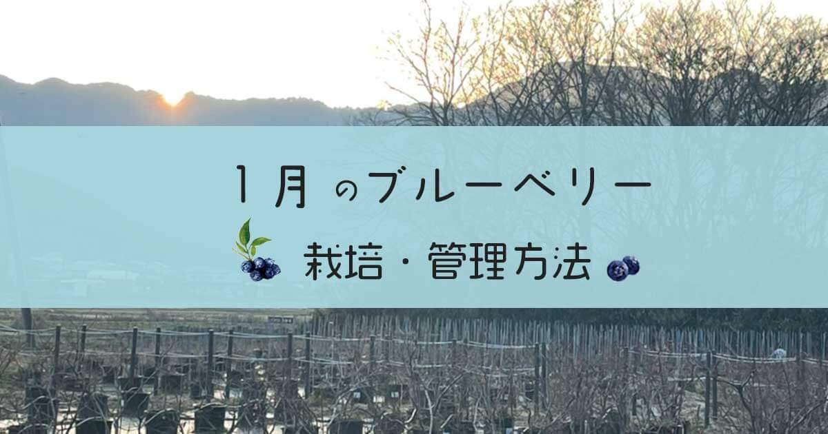 ブルーベリー1月の栽培と管理方法