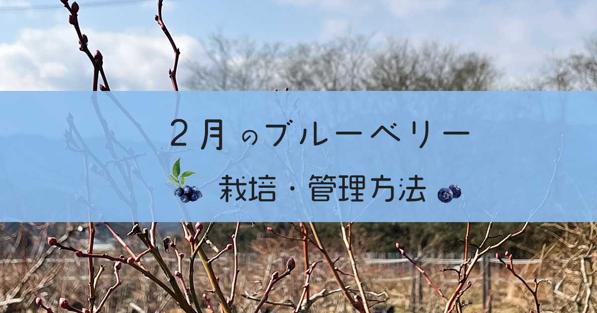 ブルーベリー1月の栽培と管理方法