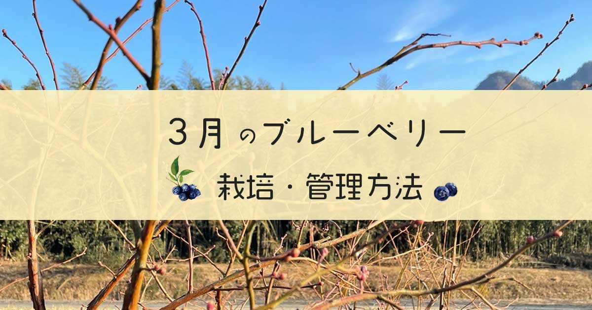 3月ブルーベリー管理方法