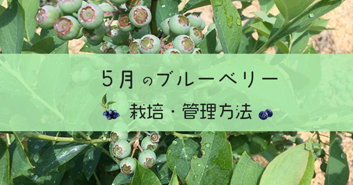 5月のブルーベリーの管理