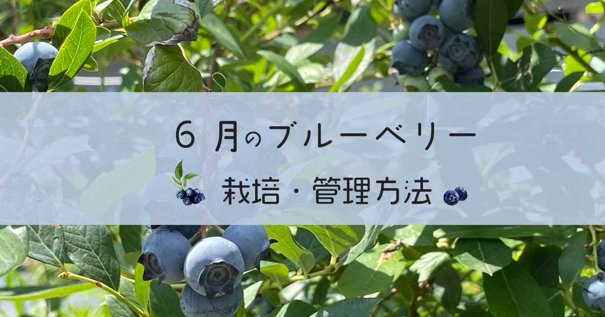 ブルーベリー6月の栽培と管理方法