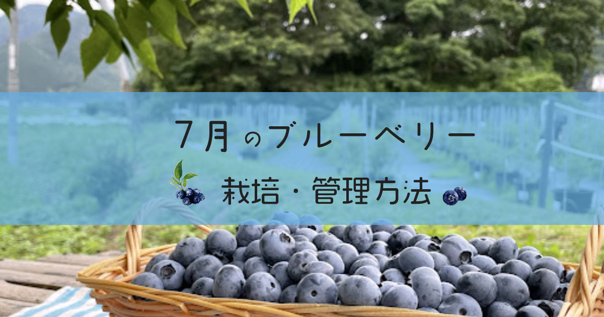 7月のブルーベリー栽培・管理方法
