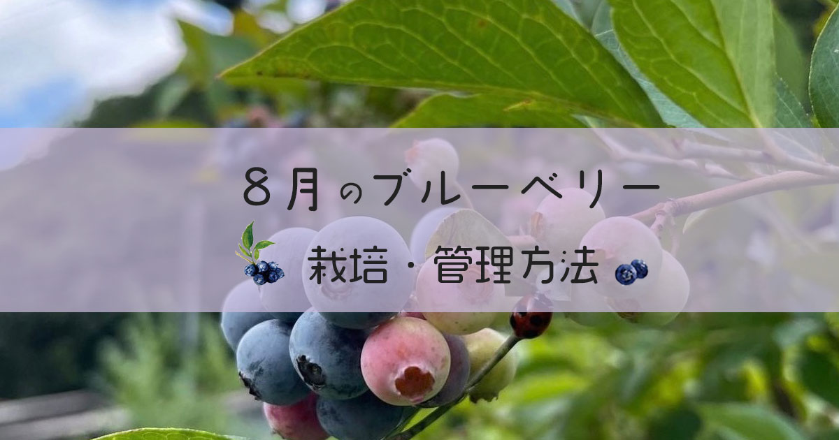 8月のブルーベリー栽培管理方法